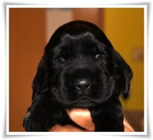 Duke