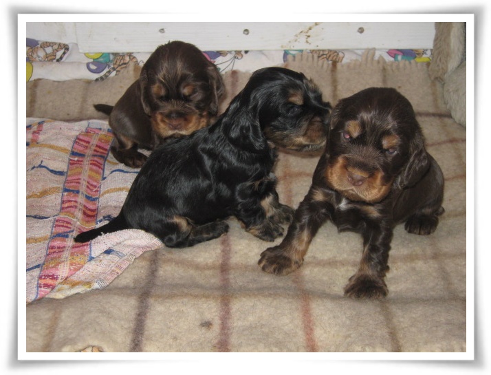 Mottes-Welpen