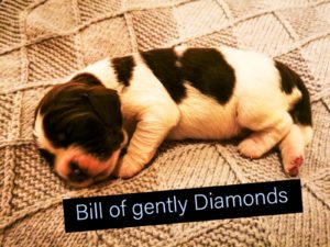 Bill of gently Diamonds